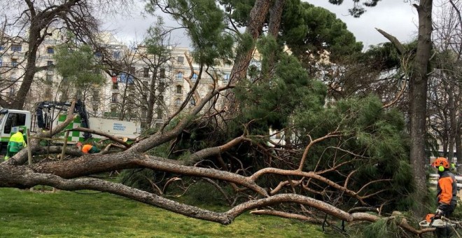 Arboles del Retiro caídos por el viento - EFE