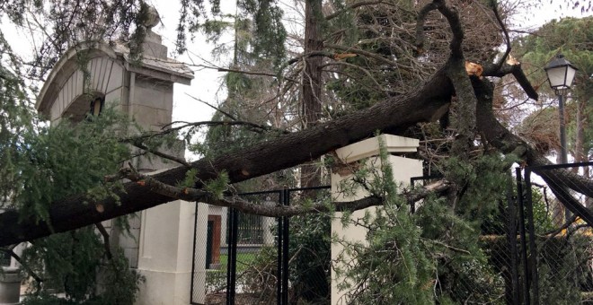 Uno de los árboles caídos a causa del fuerte viento durante el fin de semana. EFE