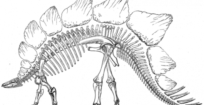 Ilustración realizada por Marsh en 1896 de los huesos de un estegosaurio, descrito y nombrado en 1877. / Othniel Charles Marsh