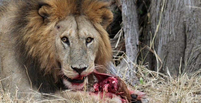 Fotografía de archivo de un león alimentándose en parque de Serengeti. - REUTERS