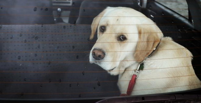 Un perro en un coche.