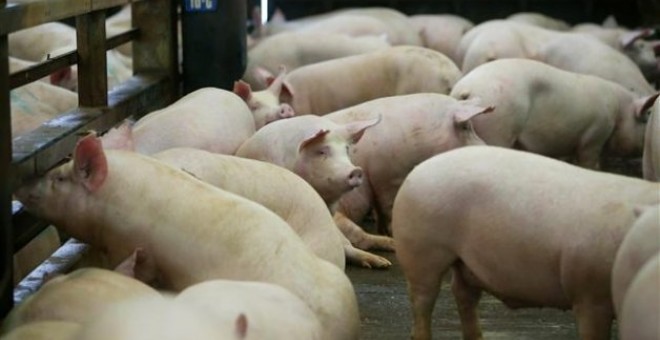 Las empresas del porcino facturan más de 6.000 millones al año, con el grueso de su negocio en la exportación. / EFE