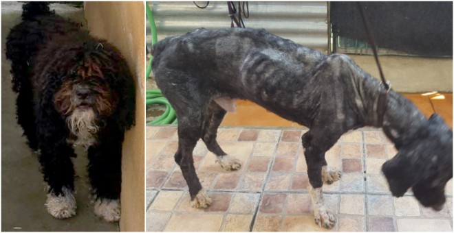 Antes y después del perro Bull tras su paso por el parque zoosanitario de Rincón de la Victoria