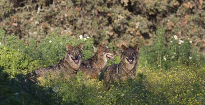 Tres lobos ibéricos grabados para el documental | Ricardo Gamaza