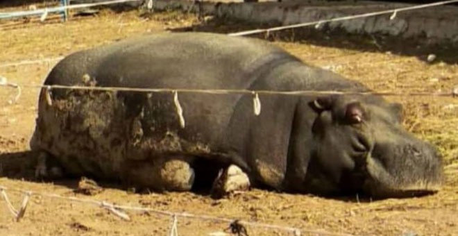 Los animalistas denuncian que el hipopótamo del circo sufre bajo el sol 'de forma continuada, sin sombra'. / FEGRAPA