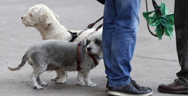 En Benalmádena los ciudadanos con mascota deberán limpiar el pipí del animal - EFE