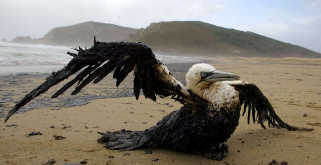 Un ave tras el vertido del Prestige en la playa Mar de Fóra, en Fisterra. / PAUL HANNAH (REUTERS)