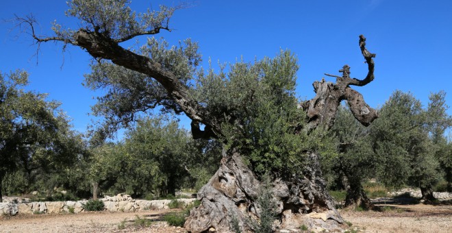 Una de les oliveres mil·lenàries d'Ulldecona. GEPEC