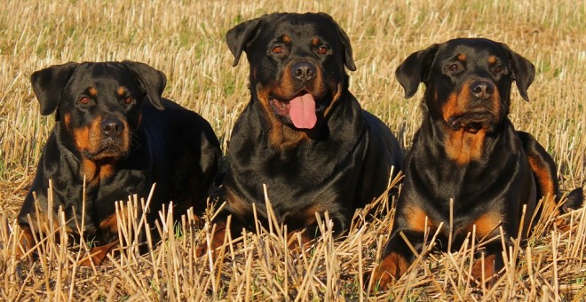 Tres perros rottweiler. PIXABAY