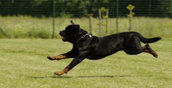 Un perro de raza rottweiler, considerada peligrosa.- PIXABAY