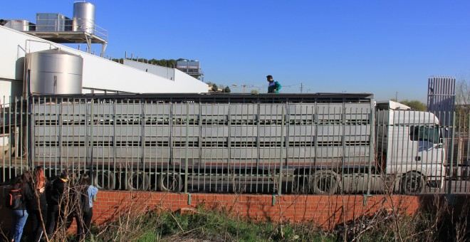 Un trabajador del matadero de Getafe trata de descargar un camión de cerdos./ Alejandro Tena