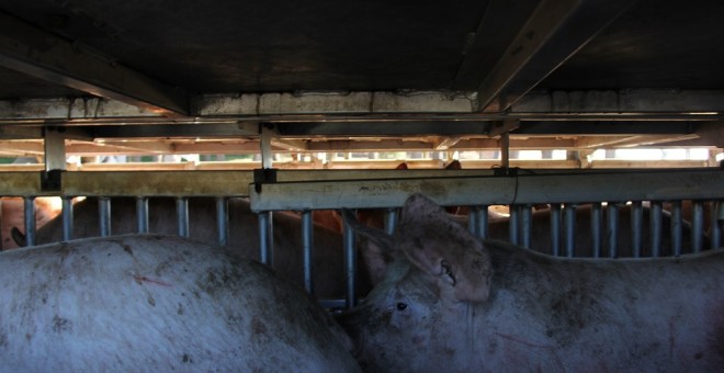 Vista de los cerdos en el interior del camión./ Alejandro Tena