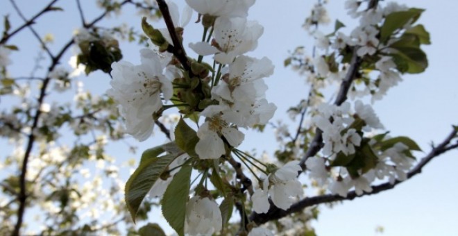 Cerezo en floración en el Valle del Jerte | EFE/ Ángel Díaz