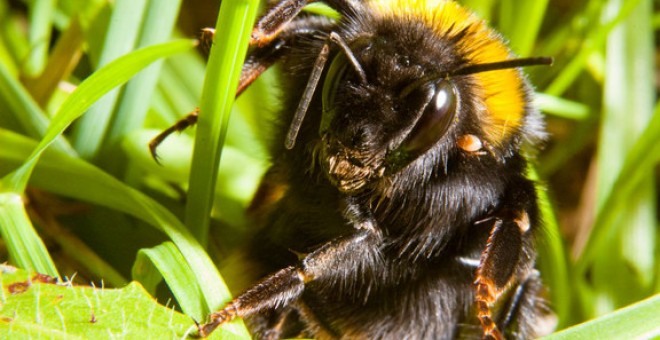 Las reinas de abejorro siguen escondidas en el suelo durante la primavera. Sinc / Joe Woodgate