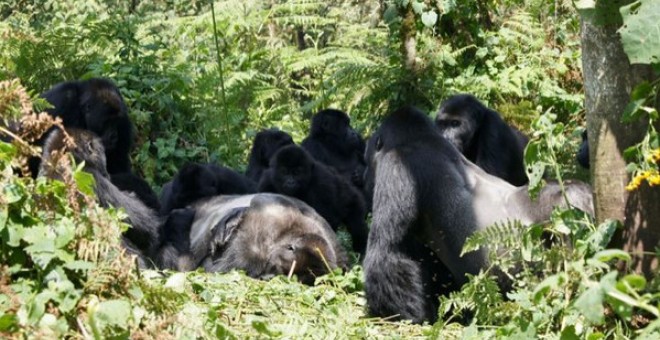 Un grupo de gorilas de Grauer se reúne alrededor del cuerpo de un gorila macho en el bosque del Parque Nacional Kahuzi-Biega. / Dian Fossey Gorilla Fund International