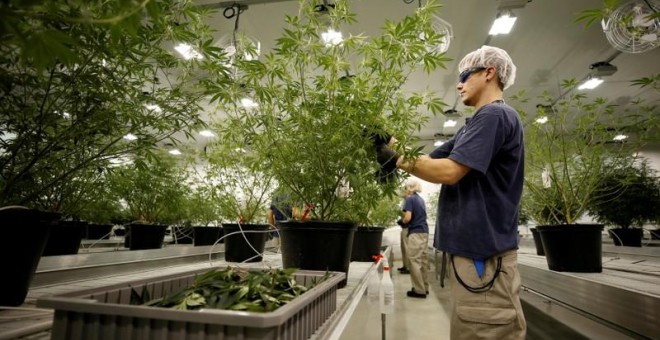 Un trabajador recolecta recortes de una planta de marihuana en las instalaciones de Canopy Growth en Smiths Falls, Ontario (Canadá). REUTERS /Chris Wattie