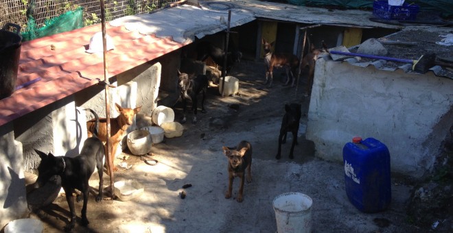 Uno de los zulos donde concentran a perros en terreno presuntamente públicos en Canarias. /PACMA