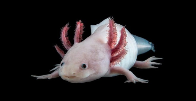 Axolotl, el anfibio que intrigaba a Cortázar y que es capaz de autorregenerarse. / Research Institute of Molecular Pathology