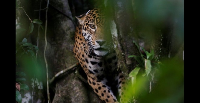Un jaguar adulto encima de un árbol en la reserva de desarrollo sostenible de Mamiraua en Uarini, estado de Amazonas.- REUTERS
