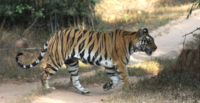 La mayoría de los estudios se centran en grandes especies como el tigre. / Jorge Lozano