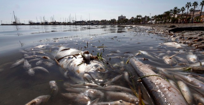 Miles de peces y crustáceos aparecieron muertos en el Mar Menor por la gota fría. / EFE