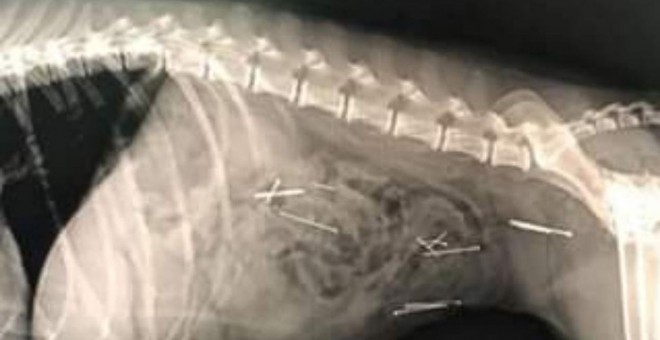 Radiografía del aparato digestivo de una perra con alfileres en su interior en Brunete. AYUNTAMIENTO DE BRUNETE