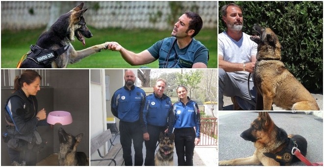 Distintas fotografías de perros que realizan labores policiales.