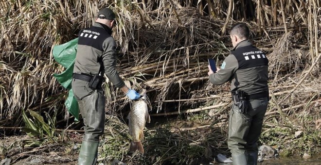 Agents rurals de la Generalitat recullen un peix mort al riu Besòs, contaminat per productes de la planta de reciclatge que es va incendiar a Montornès del Vallès. EFE/Andreu Dalmau