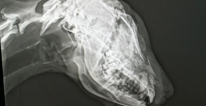 Radiografía de la perra agredida. (DEFENSA ANIMAL ZAMORA | EP)