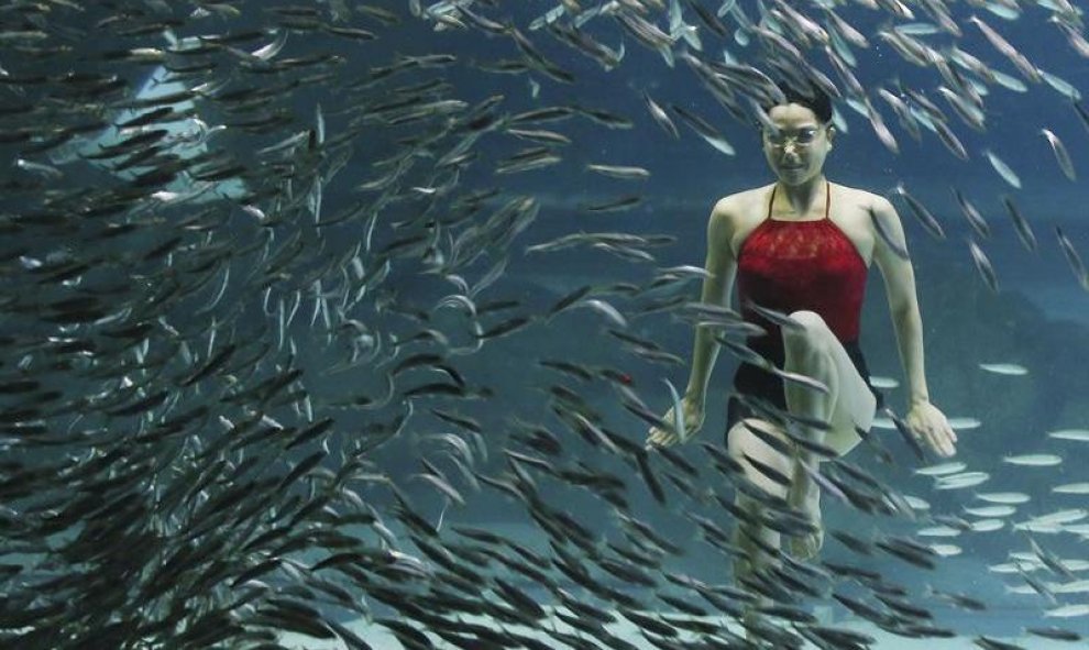 Una nadadora de natación sincronizada nada con sardinas durante un espectáculo en el acuario de Seúl (Corea del Sur). EFE/Yonhap