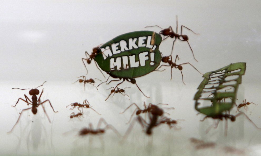 Las hormigas llevan una hoja con una lectura lema "Merkel , Help! ", una referencia de la canciller alemana, Angela Merkel, en el zoológico de Colonia, Alemania. REUTERS / Ina Fassbender