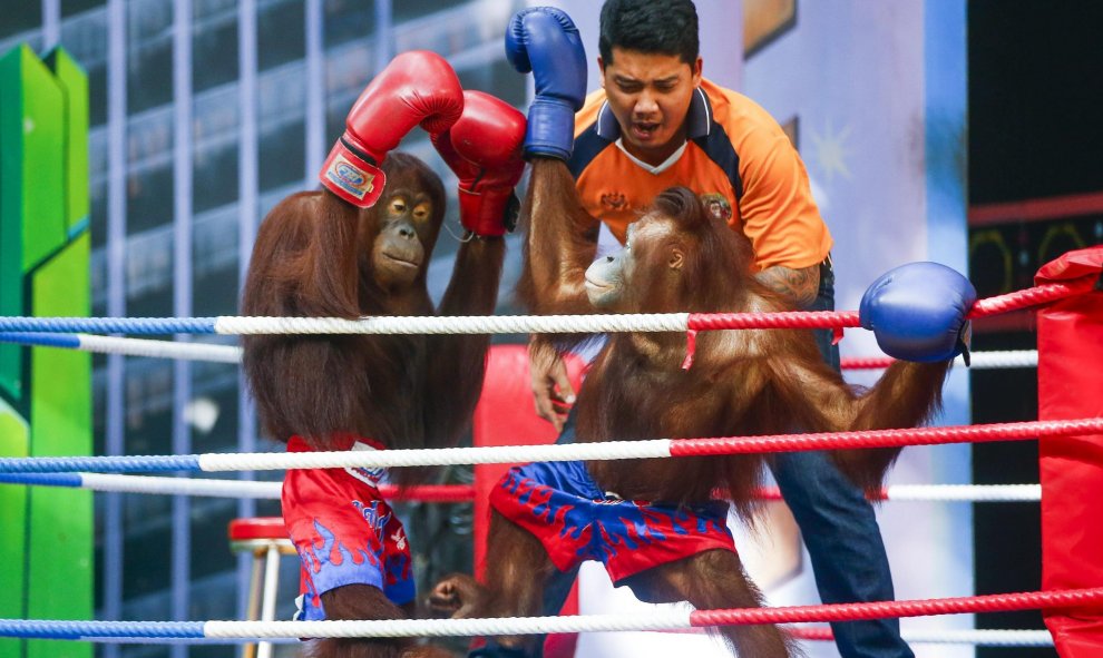 Orangutanes participan en un combate de kickboxing en el parque Safari World, en el distrito de Minburi, Bangkok (Tailandia). Este tipo de espectáculos son utilizados como entretenimiento para los turistas y despiertan la ira de los defensores de los Anim