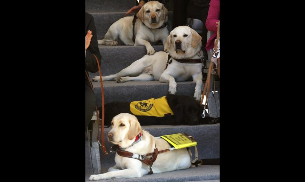 Ejemplares adultos de perros guía en la inauguración de la exposición "25 años caminando juntos", como parte de los actos del 25 aniversario de la Fundación ONCE del Perro Guía. EFE/Sergio Barrenechea