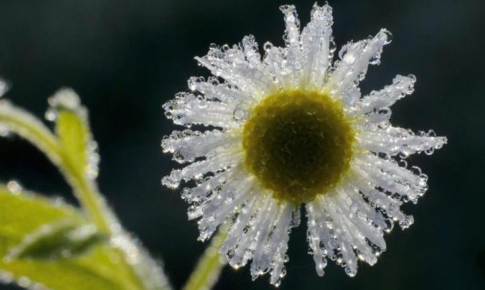 Una flor cubierta de escarcha fotografiada cerca de Zabar, a unos 137 kilómetros al noreste de Budapest (Hungría). EFE/Peter Komka