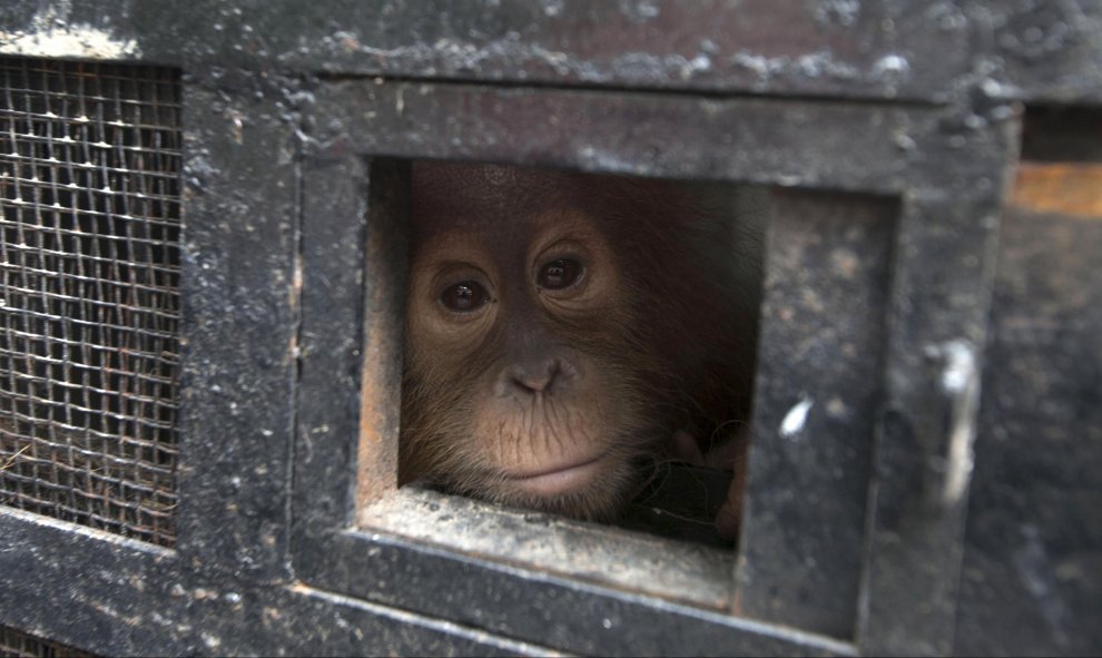 Un joven orangután de Sumatra mira hacia fuera de su jaula de viaje, ya que llega a la cuarentena Programa de Conservación de orangután de Sumatra en Batu Mbelin, cerca de Medan, en el norte de Sumatra (Indonesia). Tres bebé orangután de Sumatra fueron re