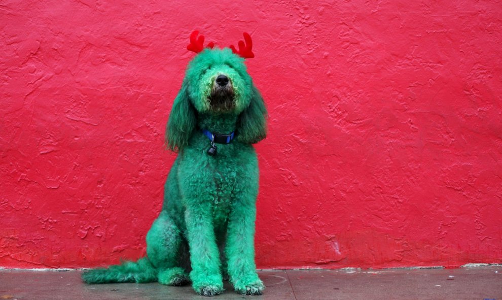 Un perro americano posa para una fotografía antes de participar en el Desfile del Día de Acción de Gracias en El Paso, Texas, Estados Unidos. REUTERS/José Luis González