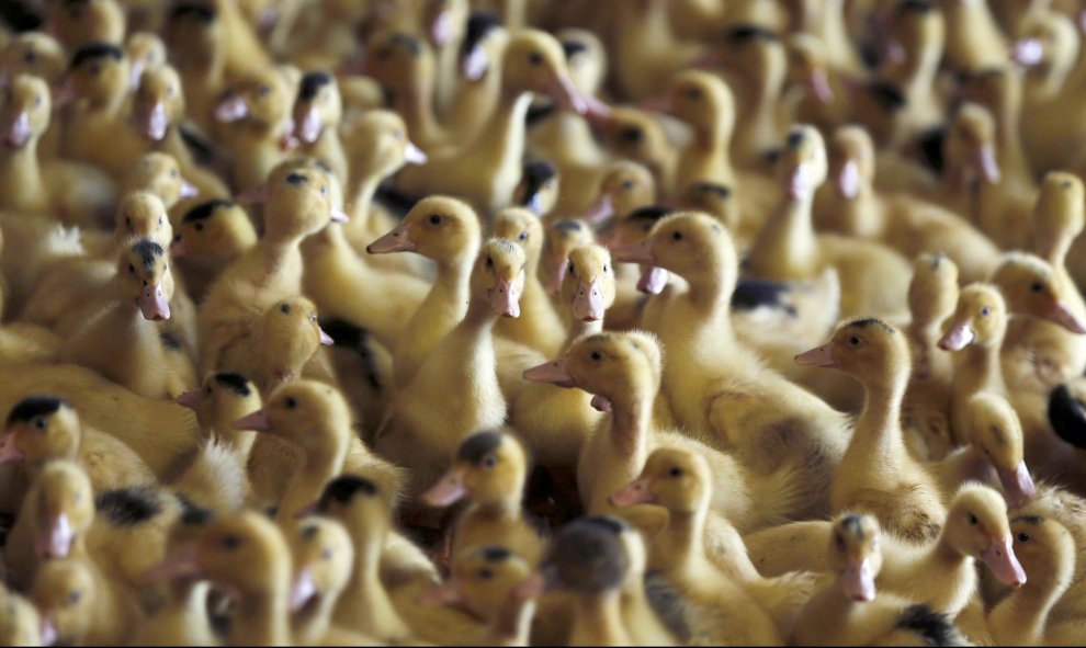 Una bandada de pájaros juegan en una granja al sudoeste de Francia. El país galo ha detectado los primeros casos de gripe aviar de baja patogenicidad H5N3 que está afectando principales al foie gras francés. REUTERS/Regis Duvignau
