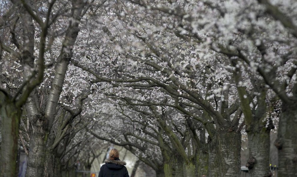 Una mujer camina bajo los cerezos en flor durante el invierno en Berlín. REUTERS/Hannibal Hanschke