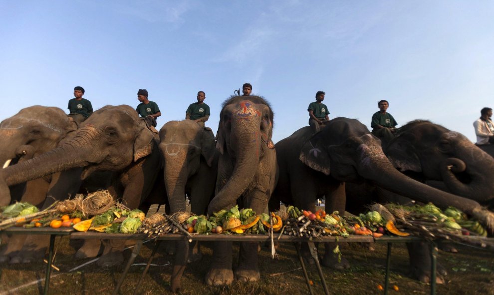Varios elefantes comen durante un receso de la 12ª edición del Festival de Elefantes celebrado en Chitawan, a 154 kilómetros de la capital Katmandú, Nepal hoy 28 de diciembre de 2015. El festival de cinco días de duranción y organizado por asociaciones ho