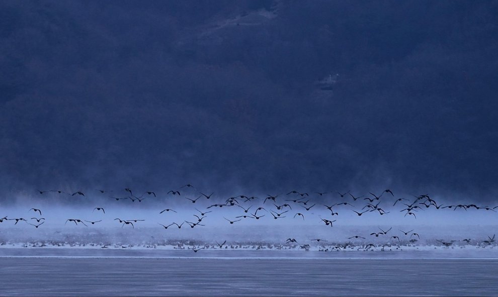 Gansos salvajes vuelan sobre el lago Togyo en el condado de Cheorwon-gun en la provincia de Gangwon, Corea del Sur. EFE/Kim Jae-Sun