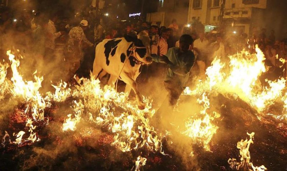 Un hombre saca del fuego una vaca durante la celebración del festival Pongal en Bangalore, India. Esta fiesta, destinada originariamente a agradecer a los dioses las cosechas del año y rezar para que las del próximo sean mejores, se ha convertido en una d