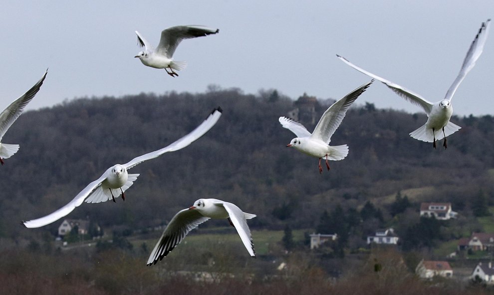 Unas gaviotas sobrevuelan el río Sena en un día de invierno en Mantes-la-Jolie, Francia. REUTERS/Jacky Naegelen