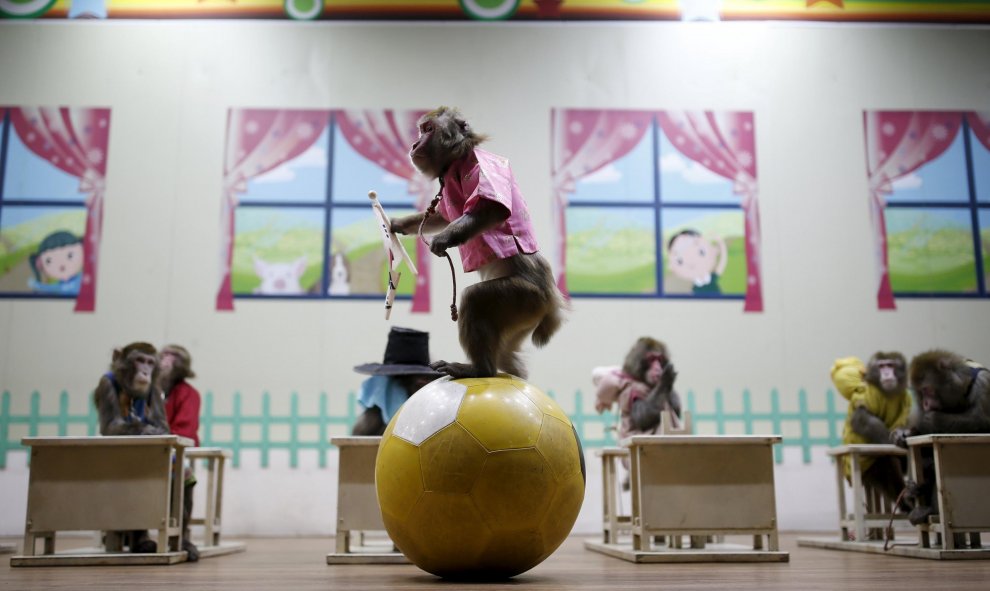 Un mono entrenado viste un traje tradicional de coreana mientras actúa con una pelota inflable durante una actuación en Monkey School, en Goyang, Corea del Sur. REUTER /Kim Hong-Ji