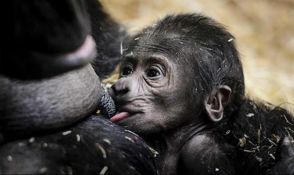 Un bebé gorila, nacido en el Artis Zoo, descansa en brazos de su madre Sindy en Amsterdam. EFE/Remko De Waal