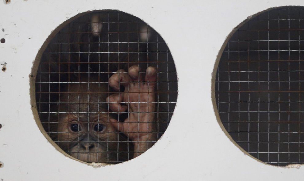 Un orangután de un año de edad llamado Puspa dentro de una jaula en Jakarta, Indonesia.  REUTERS/Beawiharta