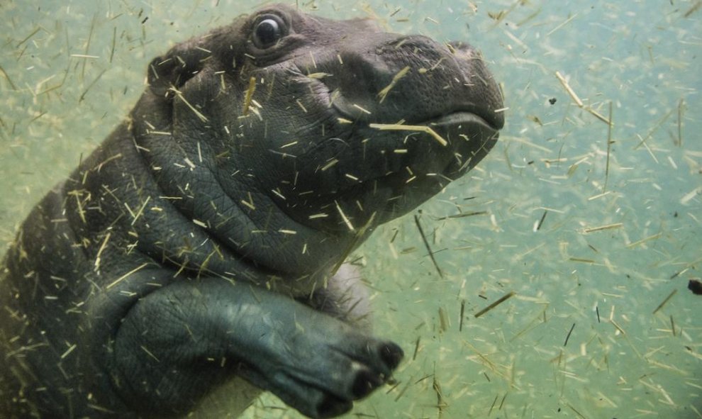 Un pequeño hipopótamo de un mes de vida se toma un baño en su recinto del zoo de Praga, República Checa. EFE/Filip Singer