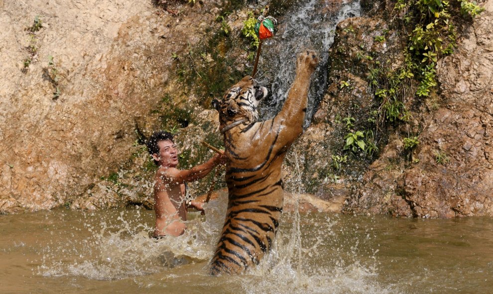 Un tigre salta mientras durante un entrenamiento en el templo del tigre en la provincia de Kanchanaburi, al oeste de Bangkok, Tailandia. REUTERS/Chaiwat Subprasom