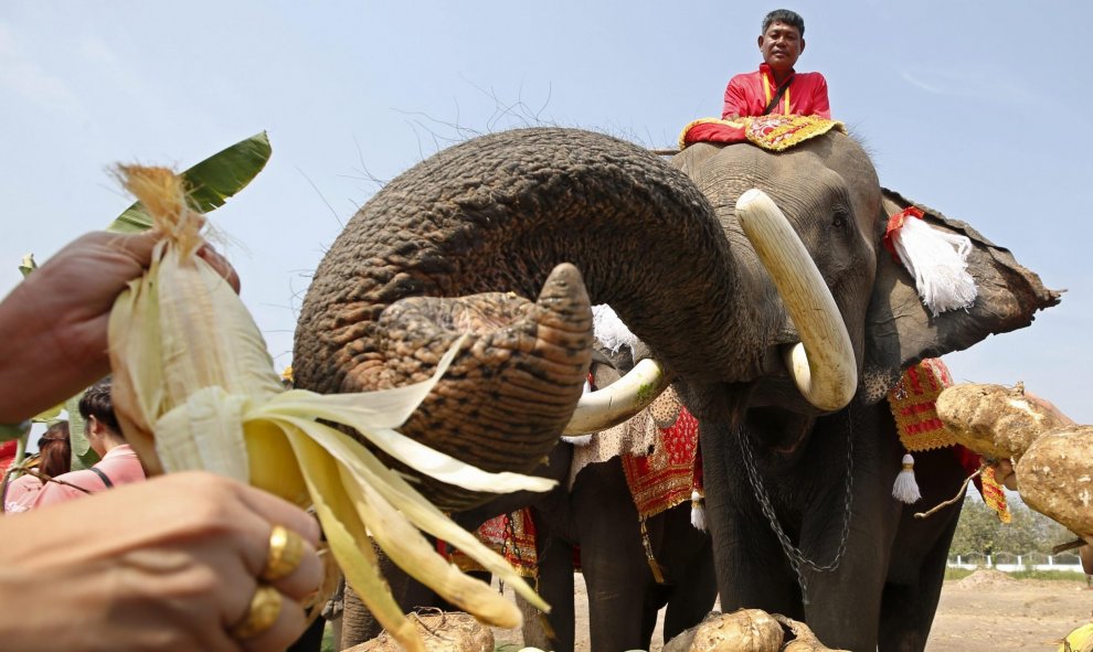 Elefantes comen para celebrar el próximo Día Nacional del Elefante en Ayutthaya, Tailandia. EFE/Rungroj Yongrit