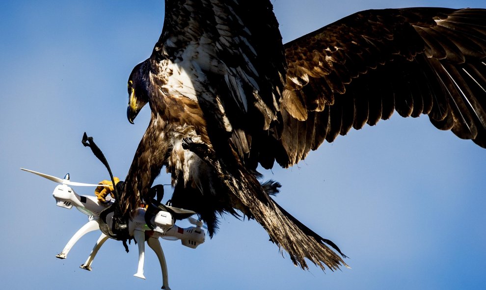 Un águila agarra un dron durante un ejercicio de la policía en Katwijk, Holanda. KOEN VAN WEEL/AFP