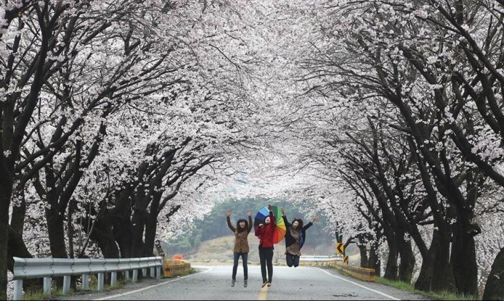 Tres mujeres saltan bajo cerezos en flor en Hamyang, Corea del Sur. EFE/Yomhap